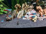 7x Neon tetra, Dieren en Toebehoren, Vissen | Aquariumvissen, Vis, Zoetwatervis, Schoolvis