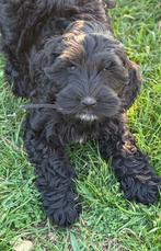 Cockapoo pup cocker spaniel x dwergpoedel, 15 weken tot 1 jaar, Overige rassen, Teef, Eén hond