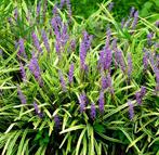 Tuinplanten - Liriope Moneymaker - Big Blue, Bodembedekkers, Vaste plant, Ophalen of Verzenden, Halfschaduw