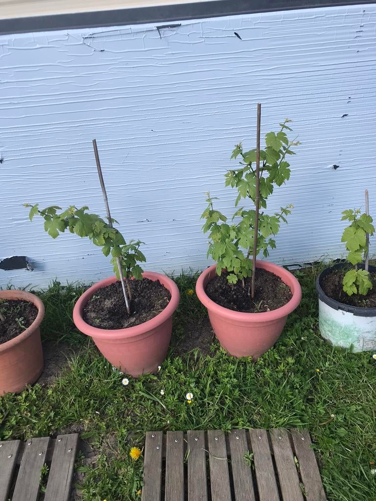 Zoete blauwe druiven struik in pot €10 per stuk, Tuin en Terras, Ophalen, Overige soorten, Volle zon