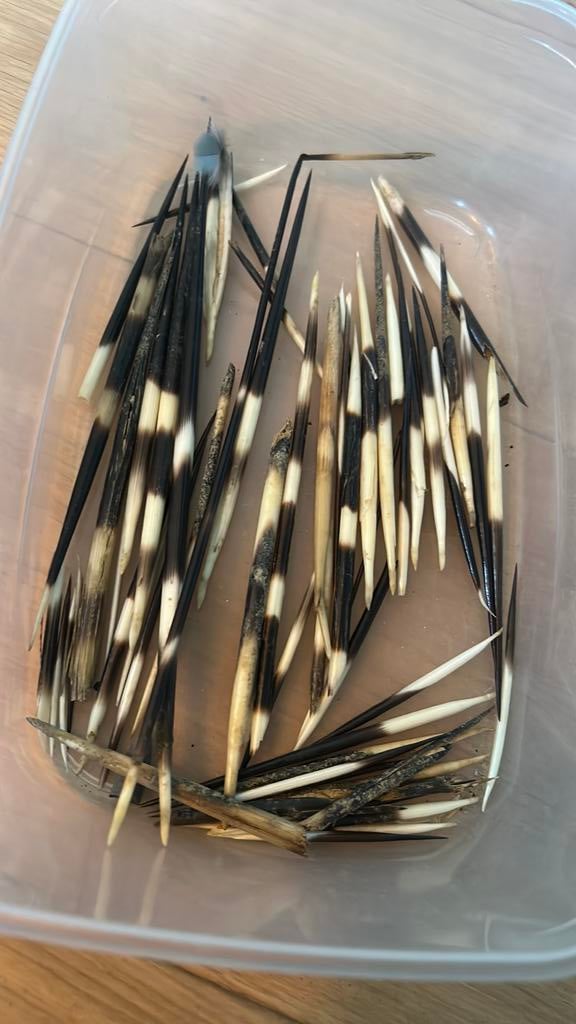 Heel veel stekels van stekelvarken uit Italië, Ophalen of Verzenden, Zo goed als nieuw, Wild dier, Overige typen