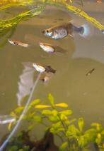 Vrouwen guppy’s, Dieren en Toebehoren, Vissen | Aquariumvissen, Vis