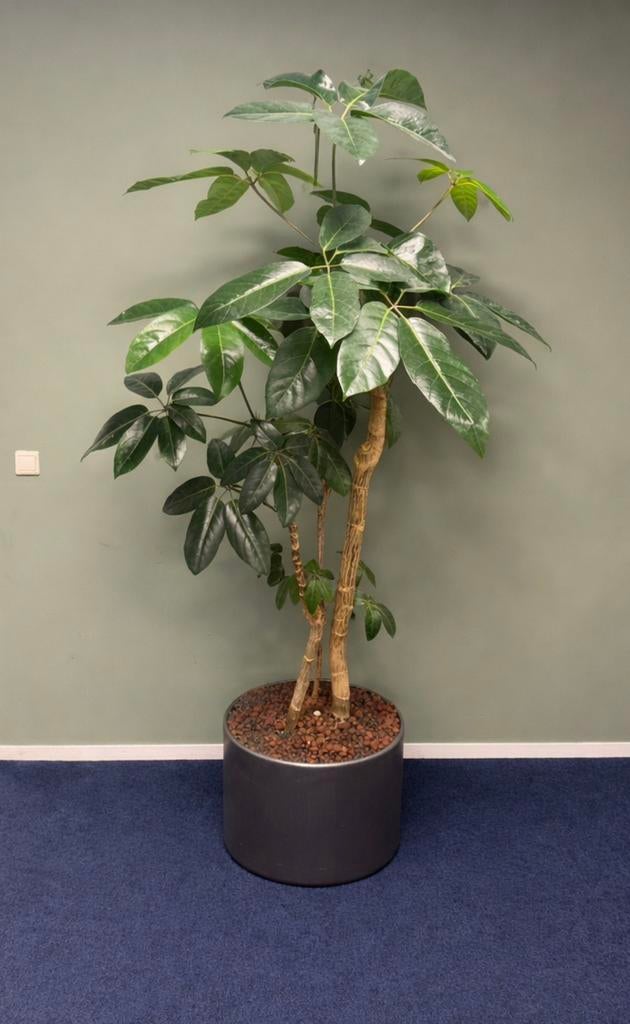 Grote Hydrocultuur Plant - Ideaal voor Kantoor of Woonkamer, 100 tot 150 cm, Overige soorten, In pot, Groene kamerplant