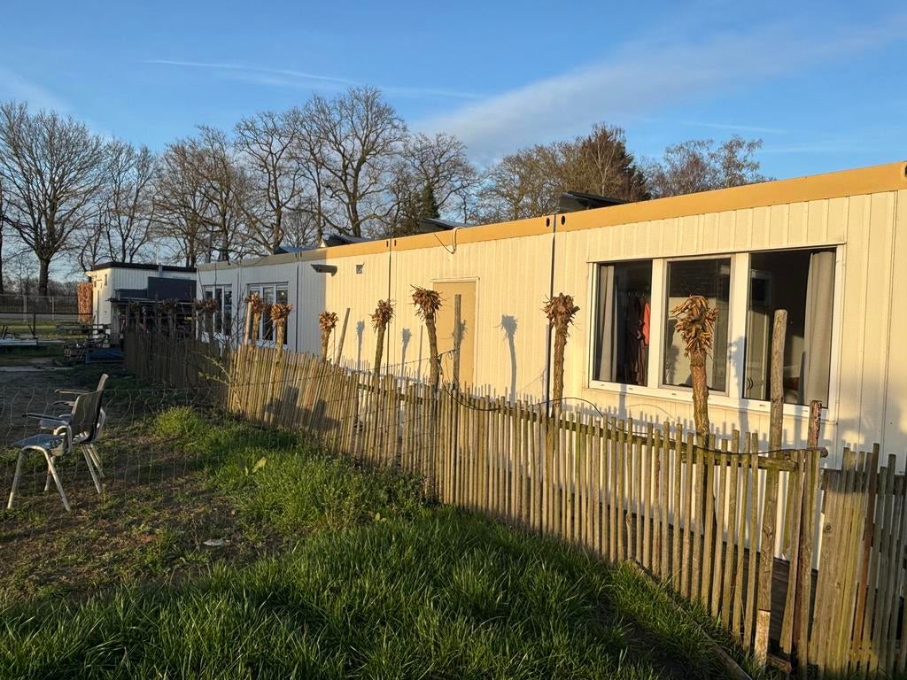 11 knotwilgen - 3 jaar oud, Ophalen, Volle zon, Overige soorten, 100 tot 250 cm