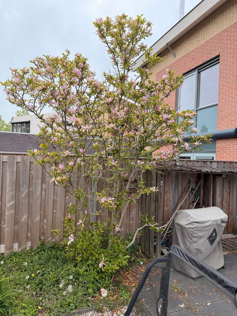 Prachtige Magnolia boom 3,5m, Tuin en Terras, Volle zon, Lente, 250 tot 400 cm, Overige soorten