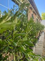 Olijfboom mediterrane pracht voor jouw tuin., Bloeit niet, 100 tot 250 cm, Olijfboom, Ophalen