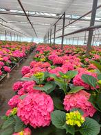 Hortensia, Tuin en Terras, Ophalen of Verzenden, Overige soorten, Halfschaduw