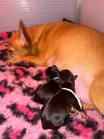 Chihuahua pups, Reu, 8 tot 15 weken, Meerdere, Chihuahua