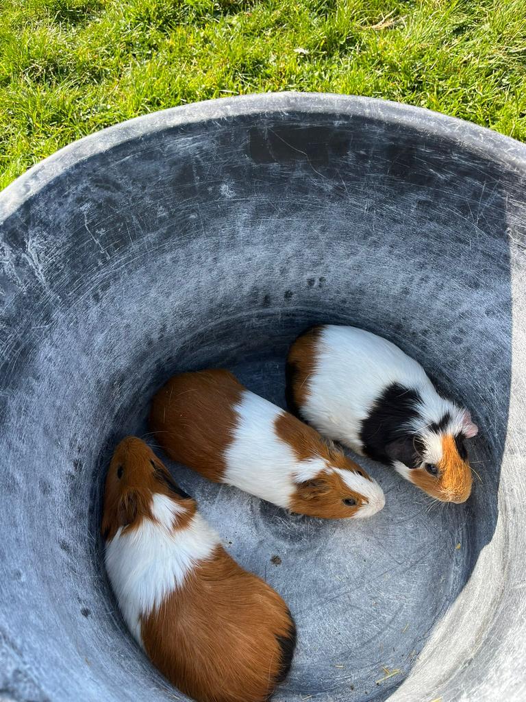 Mooie jonge cavia’s, Dieren en Toebehoren, Knaagdieren, Cavia, Februari, Meerdere dieren, Tam