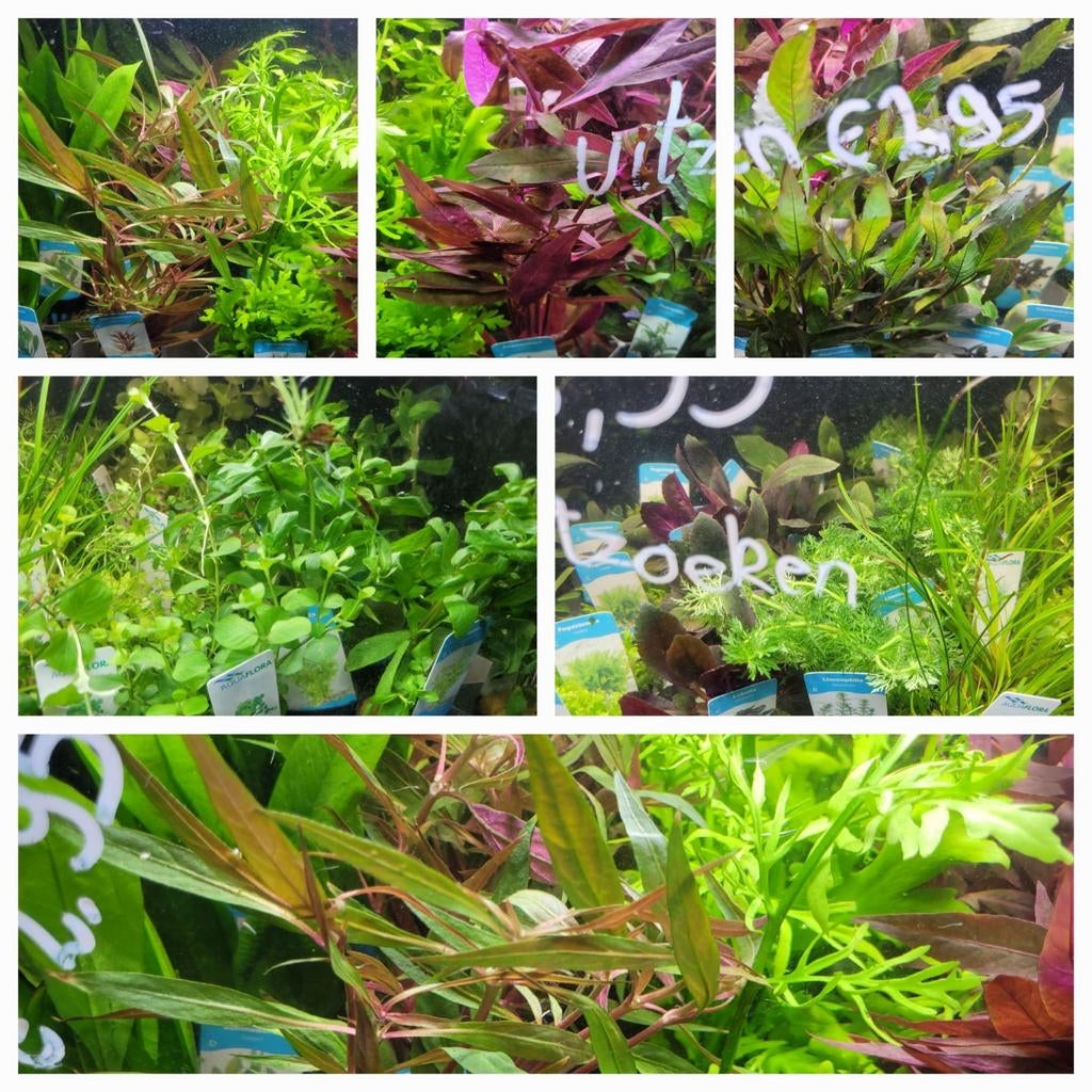 Hobbyaquarium alle planten uitzoeken Zondag 26 april 12/17u, Vis