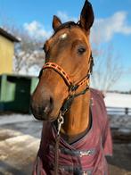Lief paard als weide maatje, Dieren en Toebehoren, Paarden, Gechipt, Ruin, Niet van toepassing, 3 tot 6 jaar