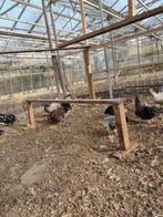 Broed eieren hollandse kriel, Geslacht onbekend, Kip