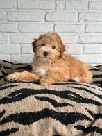 Maltipoo pups, maltezer x toy poedel, abrikoos, Dieren en Toebehoren, Honden | Chihuahua's en Gezelschapshonden, Parvo, Nederland