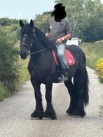 Te koop zwart Belgisch trekpaard., Dieren en Toebehoren, Paarden, Ruin, Recreatiepaard