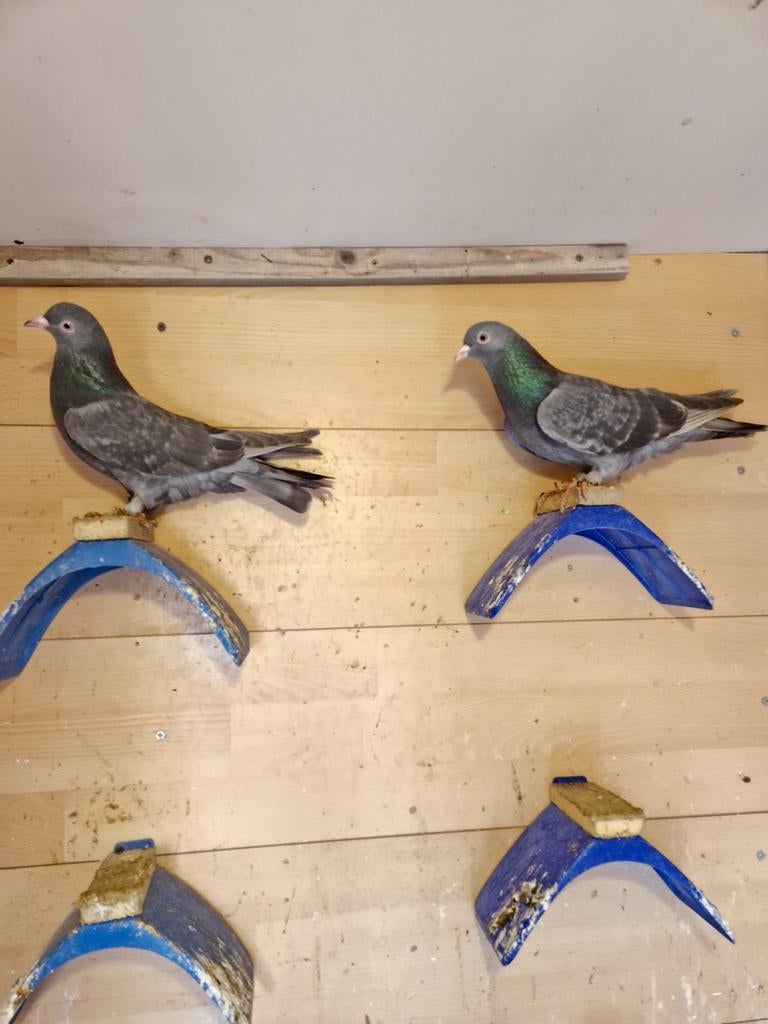 Irakse takla duiven jonge koppel., Dieren en Toebehoren, Vogels | Parkieten en Papegaaien, Meerdere dieren, Parkiet