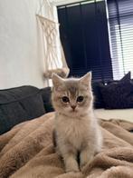 Britishshort, Geslacht onbekend, Ingeënt, 0 tot 2 jaar