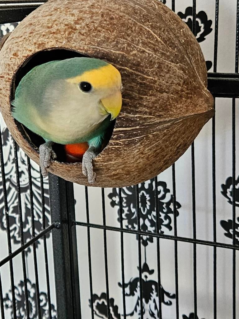 2 mooie vogels agapornis., Geslacht onbekend, Dwergpapegaai of Agapornis, Tam