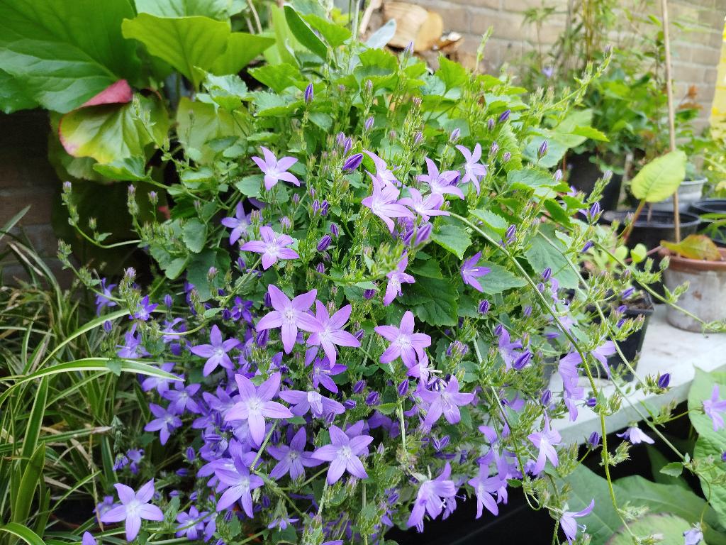 Campanula, Ophalen, Bodembedekkers, Volle zon, Vaste plant