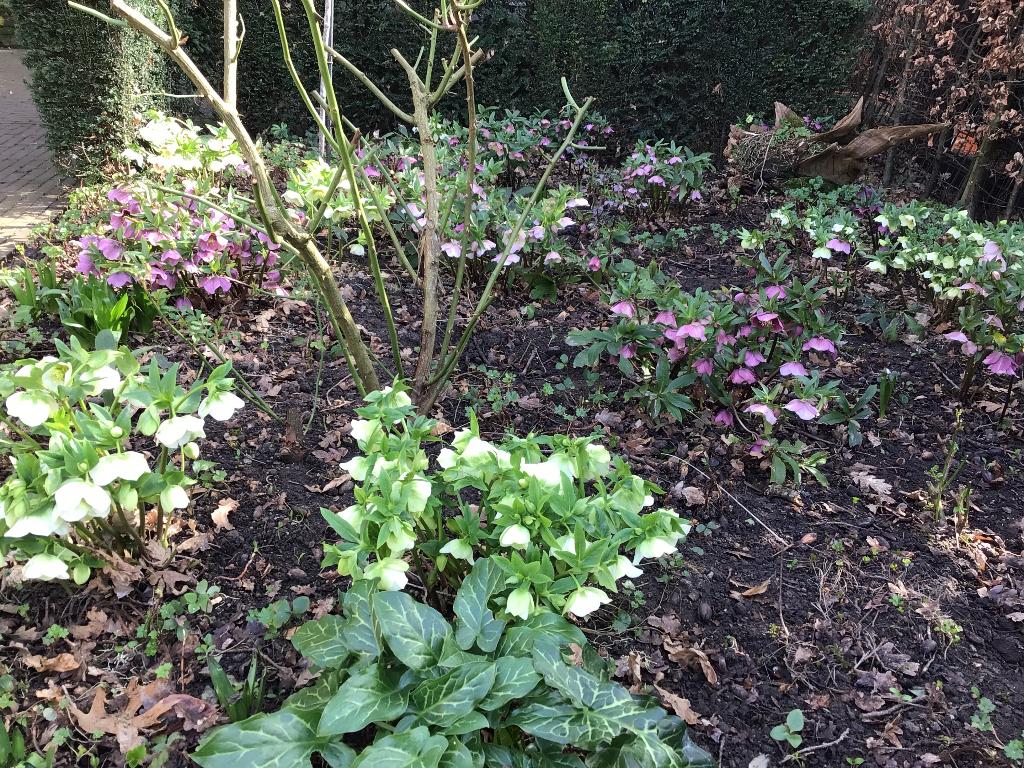 Tuinplant, Tuin en Terras, Planten | Tuinplanten, Vaste plant, Halfschaduw, Zomer, Ophalen