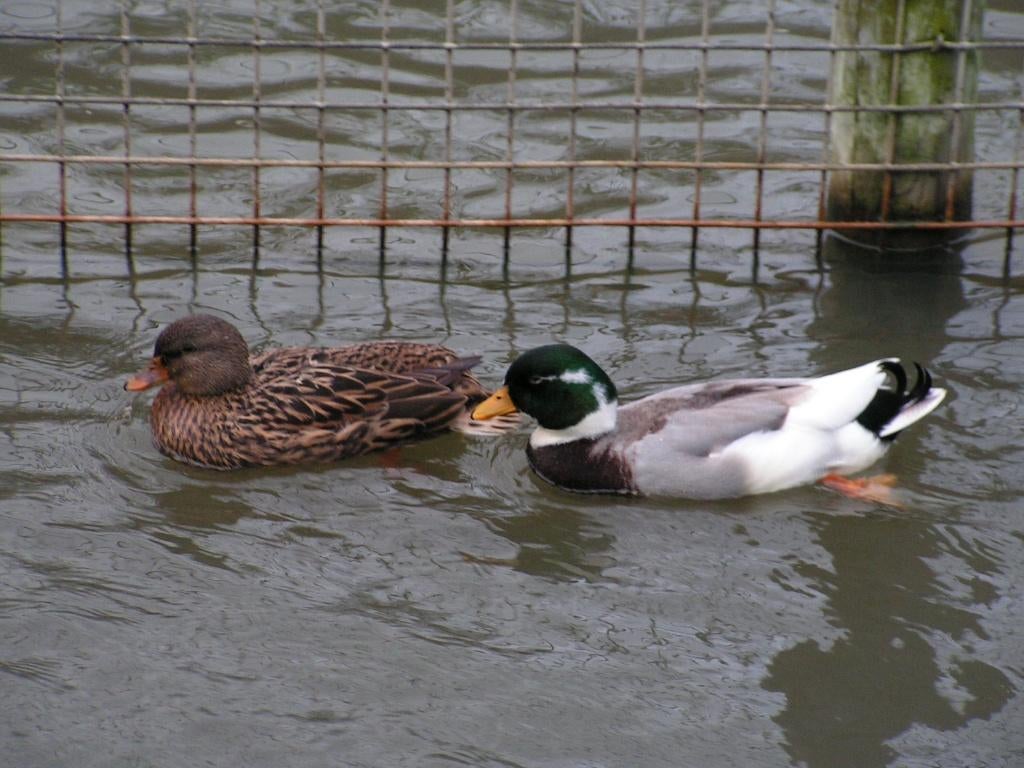 Oud-Hollandse kwaker | Gezonde siereenden | Deskundig advies, Meerdere dieren, Eend