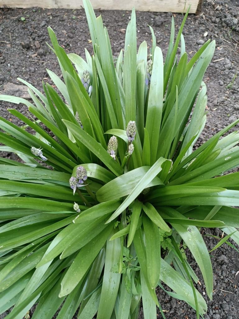 Spaanse hyacint, Volle zon, Vaste plant, Lente, Ophalen