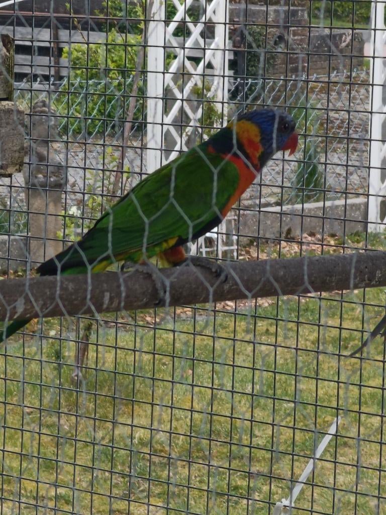 Te koop Lori, Dieren en Toebehoren, Vogels | Parkieten en Papegaaien, Mannelijk, Papegaai
