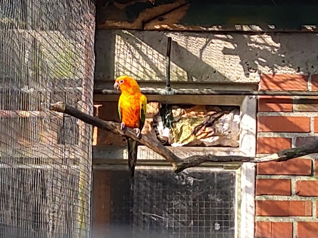 Zonparkiet, Dieren en Toebehoren, Mannelijk, Parkiet