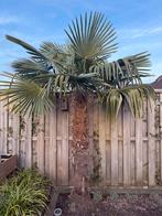 Winterharde Palmboom (Trachycarpus Fortunei), Tuin en Terras, Planten | Tuinplanten, Volle zon, Vaste plant, Bloeit niet, Ophalen