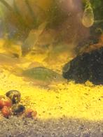 Smaragd groene corydora/ Bronchis Splendens, Vis