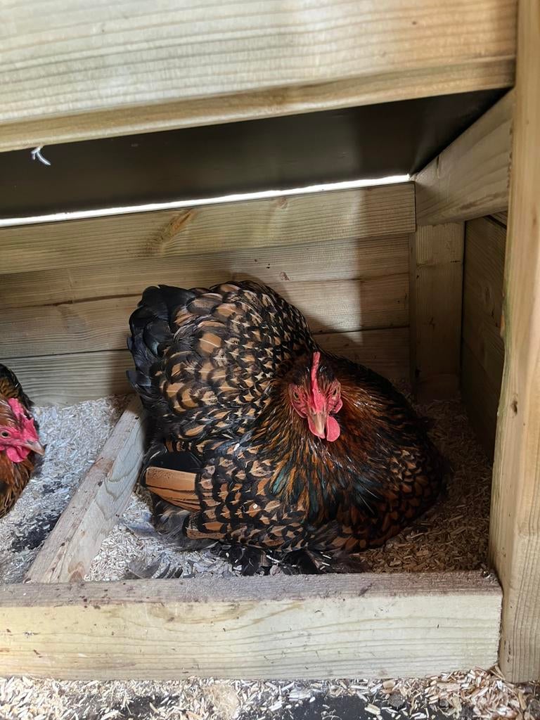 Broedeieren cochin kriel goud/zwart gezoomd, Dieren en Toebehoren, Geslacht onbekend, Kip