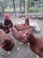 Rhode island red GROOT, Dieren en Toebehoren, Pluimvee, Meerdere dieren, Kip