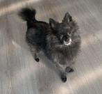 Pomeriaan puppy's, Dieren en Toebehoren, Honden | Chihuahua's en Gezelschapshonden, Overige rassen, 8 tot 15 weken, Meerdere, Meerdere dieren