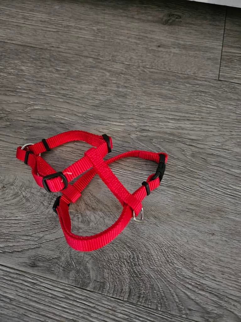 Rood tuigje voor kleine hond (chihuahua), Ophalen of Verzenden, Zo goed als nieuw