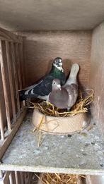 Jonge duiven, Dieren en Toebehoren, Meerdere dieren, Postduif