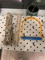 Stokken en speelgoed grote parkiet of papegaai, Geslacht onbekend, Papegaai