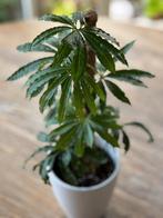 Anthurium Polyschistum, Huis en Inrichting, Ophalen of Verzenden, Halfschaduw, Minder dan 100 cm