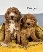 Labradoodle pups medium, Dieren en Toebehoren, Nederland, Overige rassen, 8 tot 15 weken, Meerdere