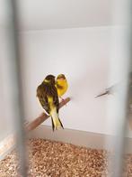 2 koppels kanaries, Dieren en Toebehoren, Vogels | Kanaries, Meerdere dieren, Postuurkanarie