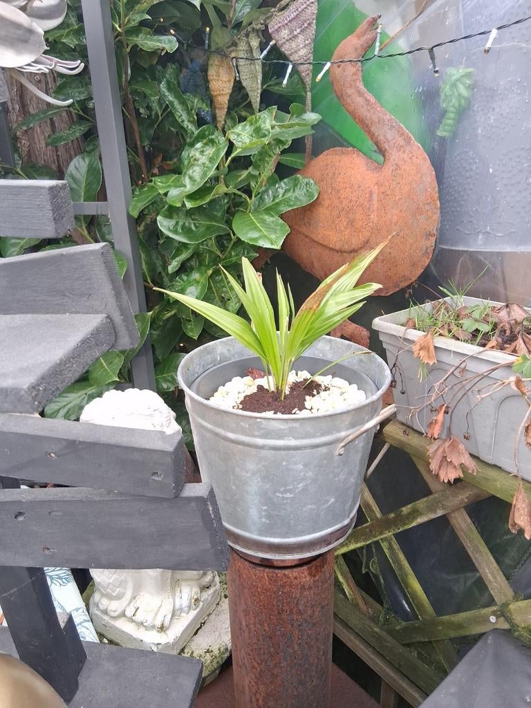 Palmboom stekjes 1,5 jaar  winterhard, Ophalen of Verzenden, Overige soorten, Volle zon