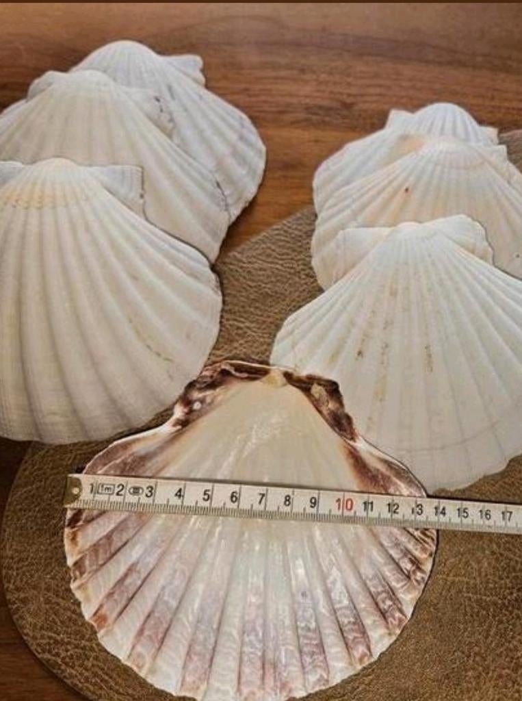 Grote decoratieve schelpen - set van 10, Ophalen of Verzenden, Zo goed als nieuw