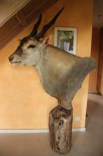 Taxidermie enorm grote afrikaanse elandantilope, Ophalen, Gebruikt, Wild dier, Gewei of Kop