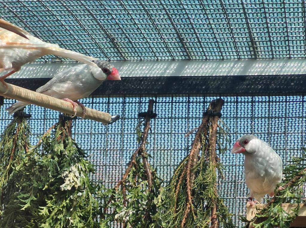 Koppel opaal rijstvogels, Dieren en Toebehoren, Vogels | Overige Vogels, Meerdere dieren