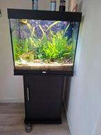 mooi aquarium met heel veel vissen juwel 65x50x70, Ophalen, Zo goed als nieuw, Gevuld zoetwateraquarium
