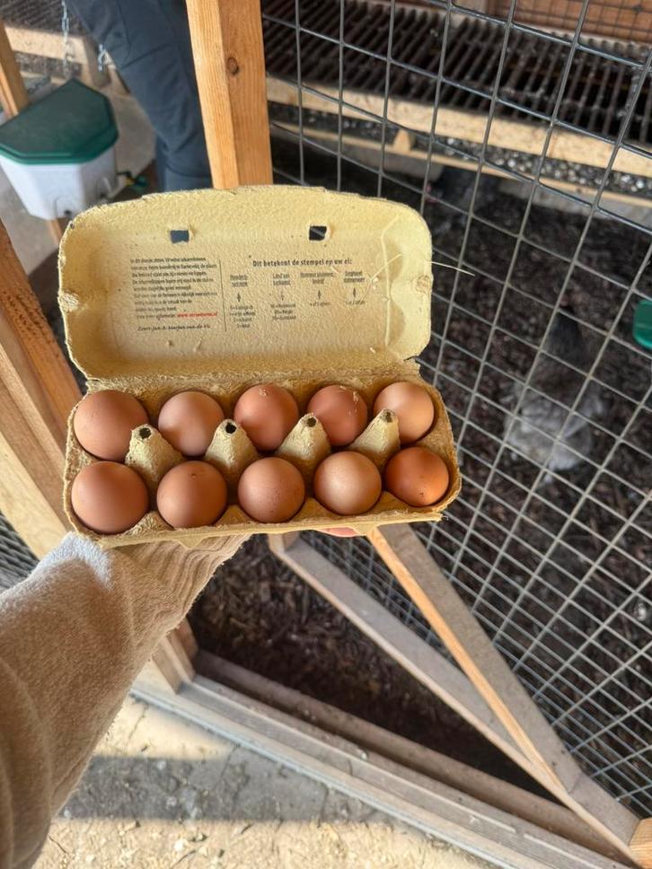 Broedeieren Bleu de Landes, Dieren en Toebehoren, Pluimvee | Toebehoren, Zo goed als nieuw, Overige typen, Ophalen