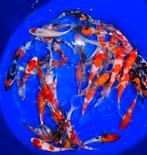 Mooie kwaliteit Japanse Tosai 18-20cm, Dieren en Toebehoren, Karper of Koi