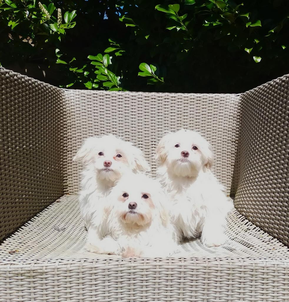 Leuke Boomer pups ShihTzu x Maltezer. Reutjes, Parvo, Nederland, 8 tot 15 weken, Meerdere
