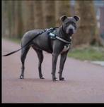 Amerikaanse stafford, American Staffordshire Terriër, Teef, Eén hond, 3 tot 5 jaar