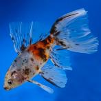 Gezocht Shubunkin vissen, Dieren en Toebehoren, Vissen | Vijvervissen, Goudvis(sen)