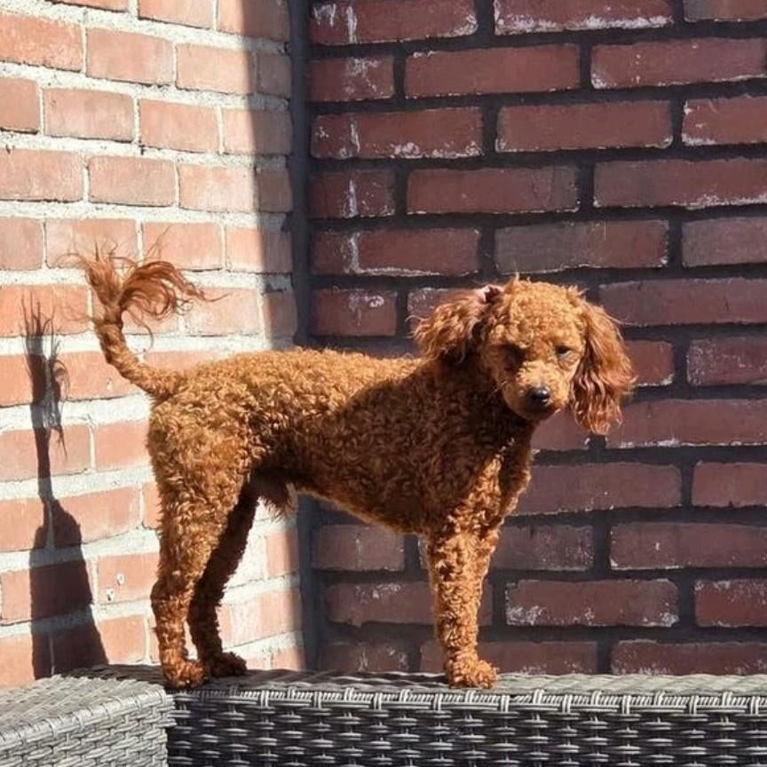 Kleine toypoedel dekreu rood/red, Dieren en Toebehoren, Particulier, Reu, 1 tot 2 jaar, Buitenland