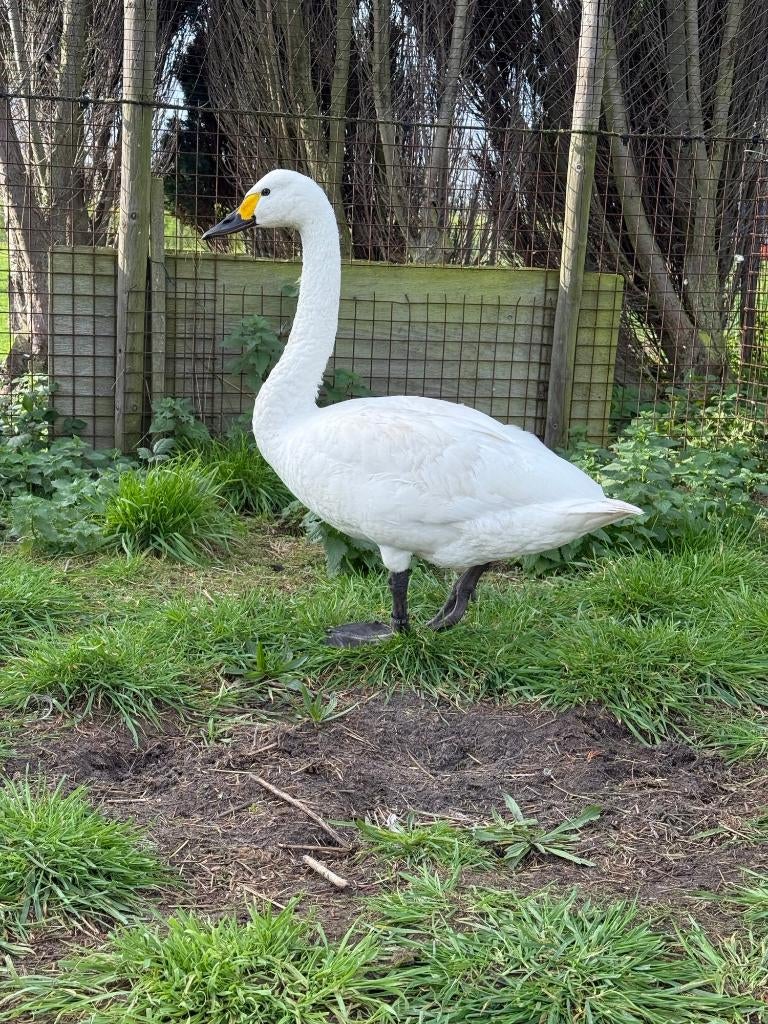 1-0 Bewickii zwaan (Kleine zwaan), Dieren en Toebehoren, Mannelijk, Gans of Zwaan